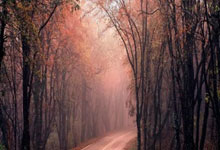 开云官网-日本网球队逆转世界网球队,梅德韦杰夫制霸全场